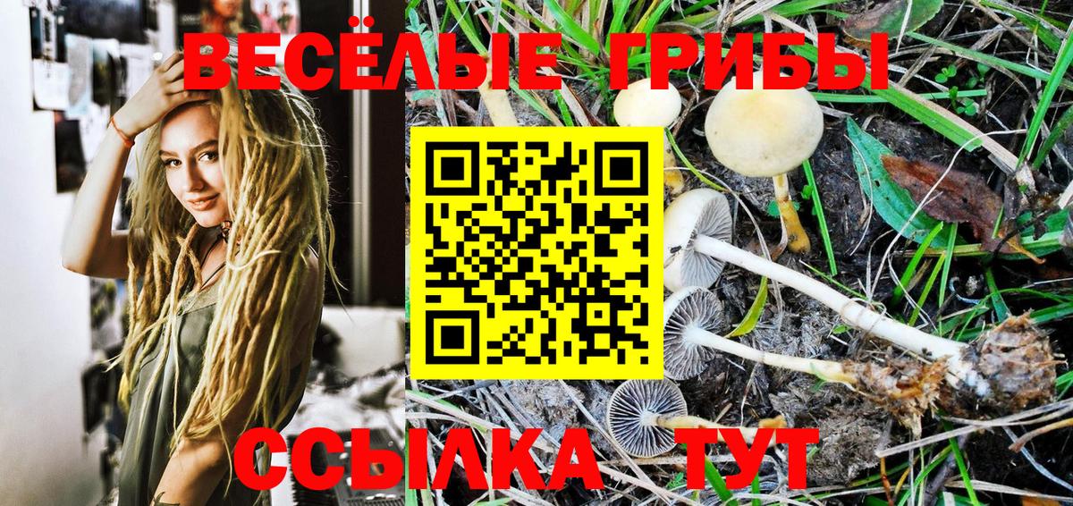 Псилоцибиновые грибы Psilocybe  Вязьма 
